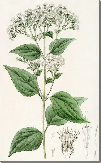 Картина Железистый Еваторий (1815-1819)