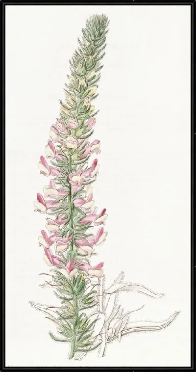 Картина Железистый львиный зев (1815-1819)