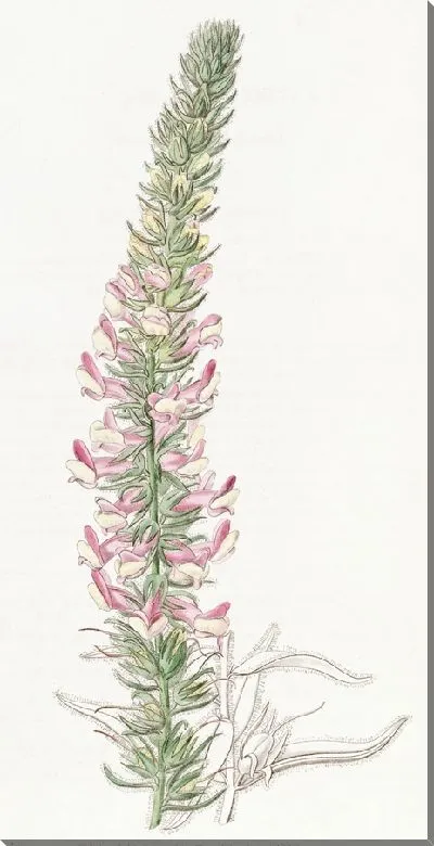 Картина Железистый львиный зев (1815-1819)