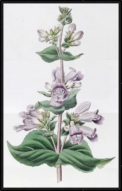 Картина Железистый пенстемон (1815-1819)