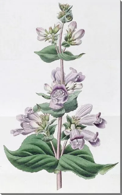 Картина Железистый пенстемон (1815-1819)