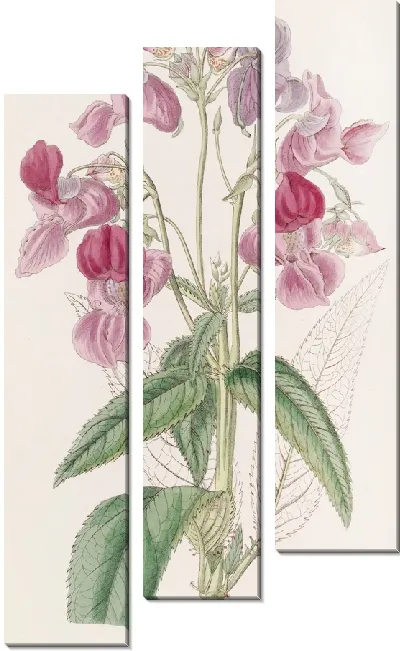 Картина Железный бальзам (1815-1819)
