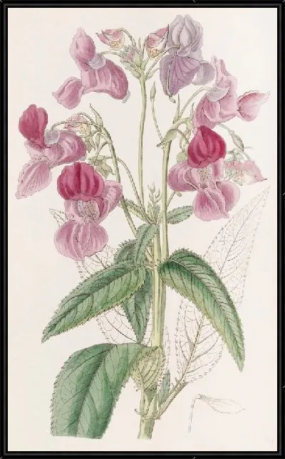 Картина Железный бальзам (1815-1819)