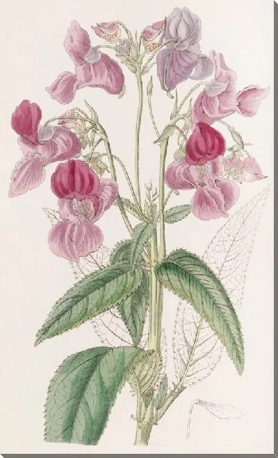 Картина Железный бальзам (1815-1819)