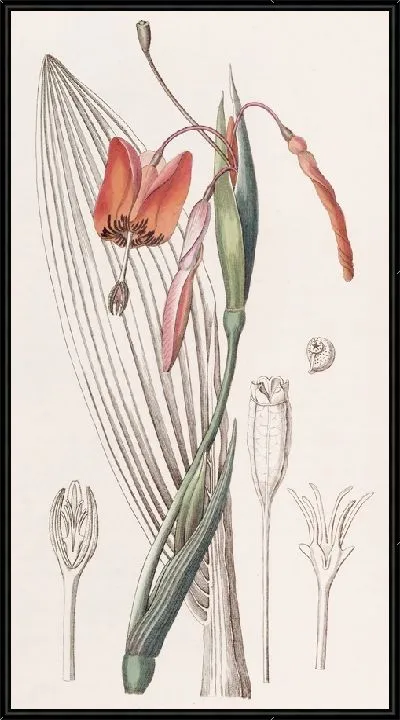 Картина Жёсткий стебель огненного цвета (1815-1819)