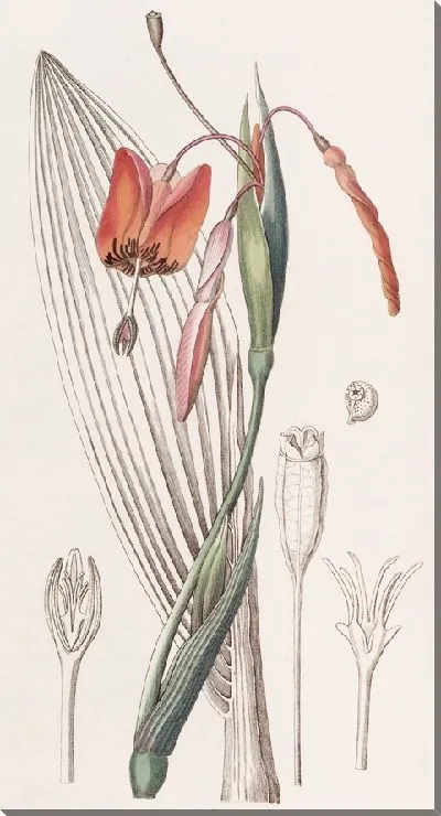 Картина Жёсткий стебель огненного цвета (1815-1819)