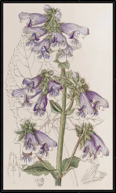 Картина Зияющий мудрец (1815-1819)