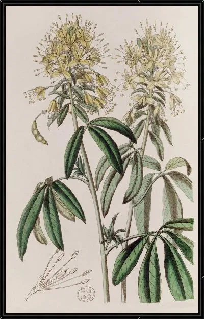 Картина Золотая Клеома (1815-1819)