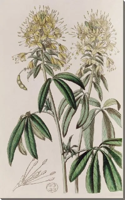 Картина Золотая Клеома (1815-1819)