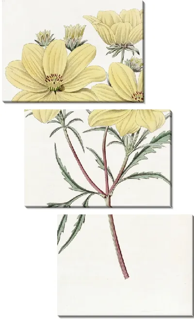 Картина Золотой Кореопсис (1815-1819)