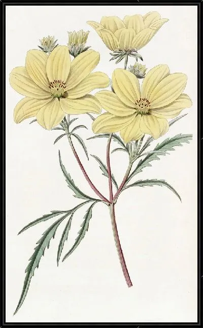 Картина Золотой Кореопсис (1815-1819)