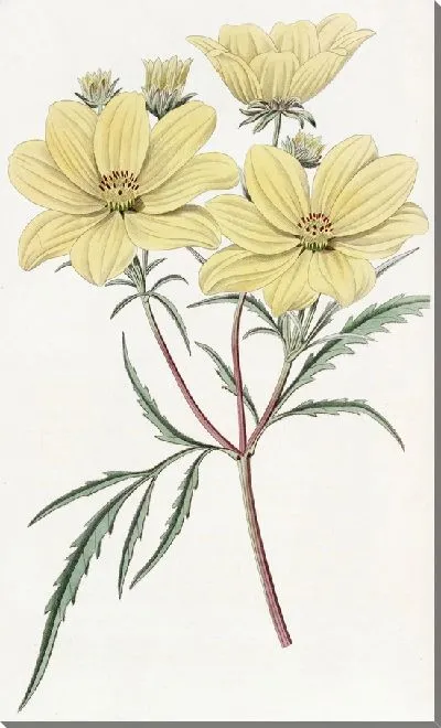 Картина Золотой Кореопсис (1815-1819)