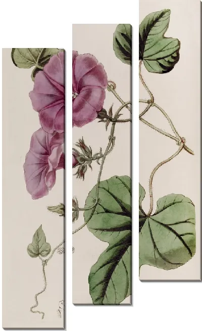 Картина Ипомея инжирнолистная (1815-1819)
