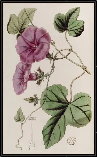 Картина Ипомея инжирнолистная (1815-1819)
