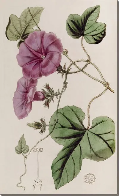 Картина Ипомея инжирнолистная (1815-1819)