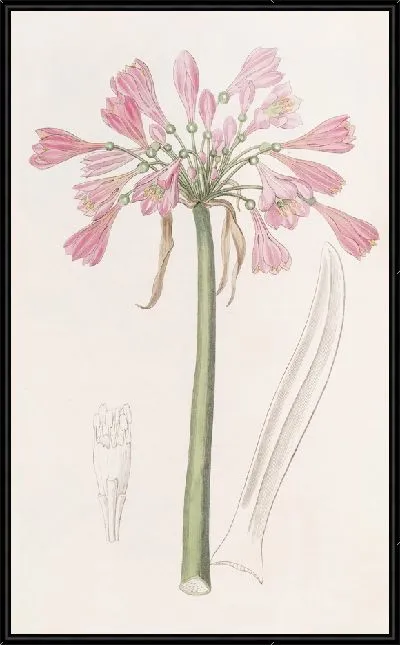 Картина Калостемма телесного цвета (1815-1819)