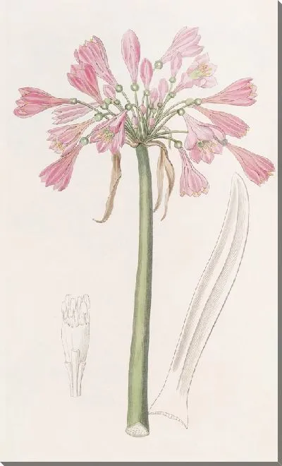 Картина Калостемма телесного цвета (1815-1819)