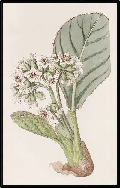 Картина Камнеломка с бахромой (1815-1819)