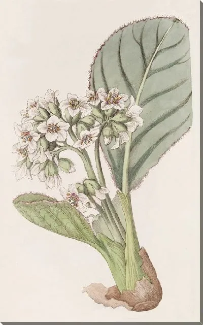 Картина Камнеломка с бахромой (1815-1819)