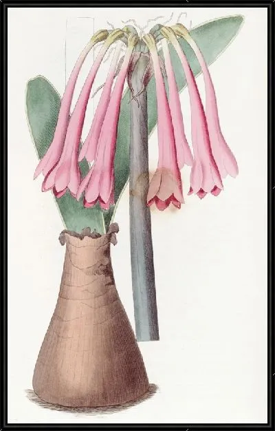 Картина Киртанф телесного цвета (1815-1819)