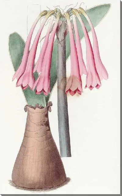 Картина Киртанф телесного цвета (1815-1819)