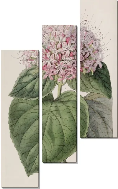 Картина Клеродендрон душистый (1815-1819)
