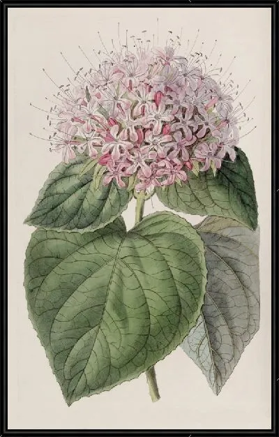 Картина Клеродендрон душистый (1815-1819)