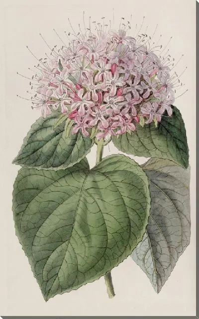 Картина Клеродендрон душистый (1815-1819)