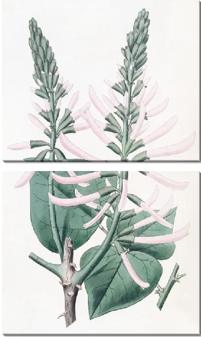 Картина Коралловое дерево телесного цвета (1815-1819)