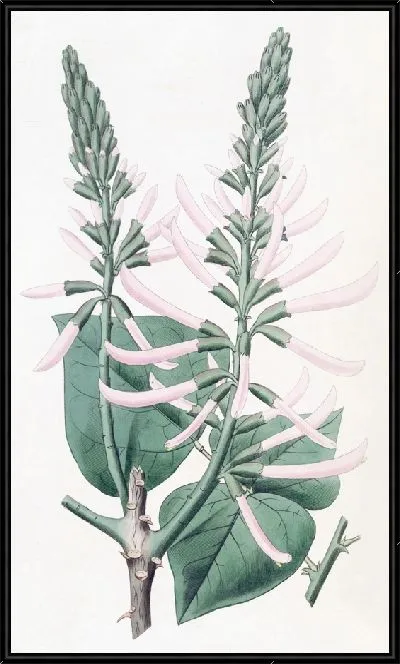 Картина Коралловое дерево телесного цвета (1815-1819)