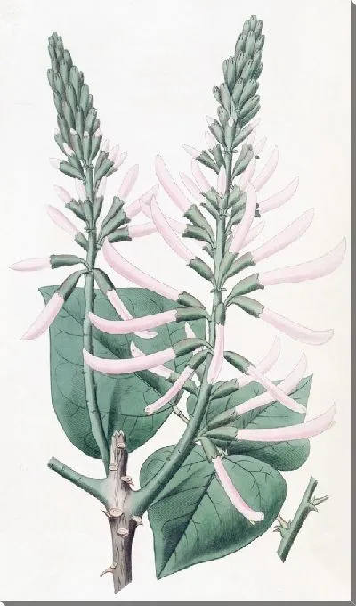 Картина Коралловое дерево телесного цвета (1815-1819)