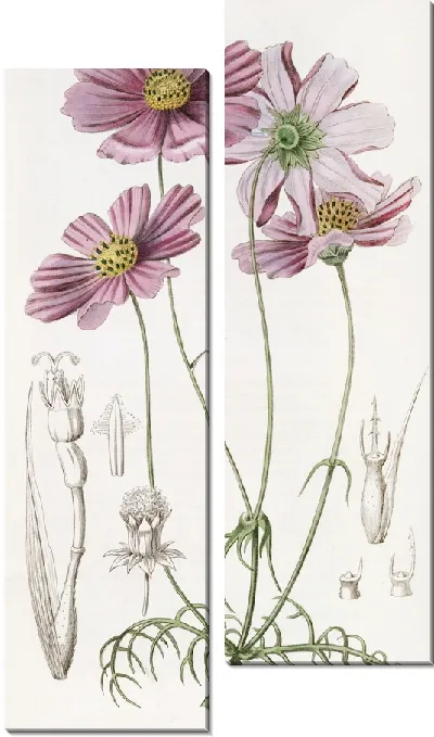 Картина Космус тонколистный (1815-1819)