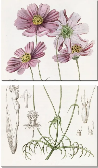 Картина Космус тонколистный (1815-1819)