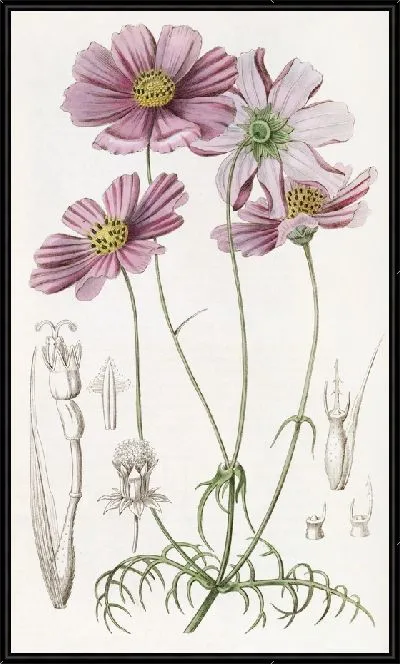 Картина Космус тонколистный (1815-1819)