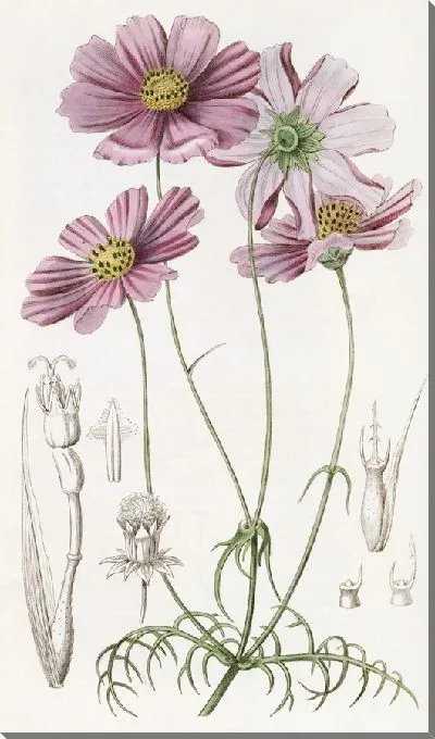 Картина Космус тонколистный (1815-1819)