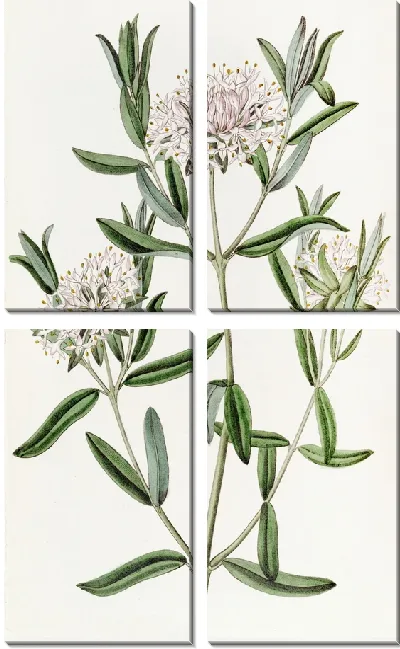 Картина Лесная Пимелея (1815-1819)