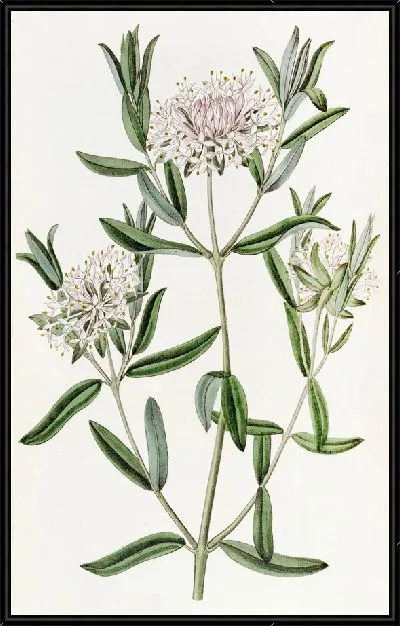 Картина Лесная Пимелея (1815-1819)
