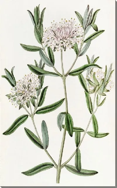 Картина Лесная Пимелея (1815-1819)