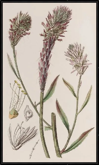 Картина Лисохвост Трихиниум (1815-1819)