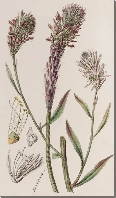 Картина Лисохвост Трихиниум (1815-1819)