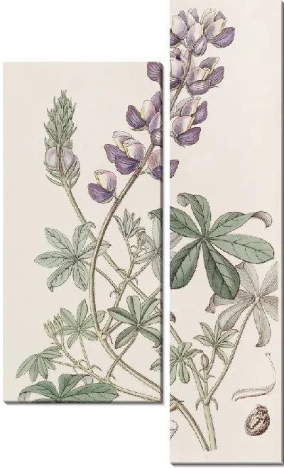 Картина Люпин полевой перуанский (1815-1819)