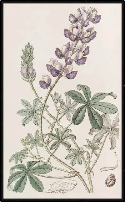 Картина Люпин полевой перуанский (1815-1819)