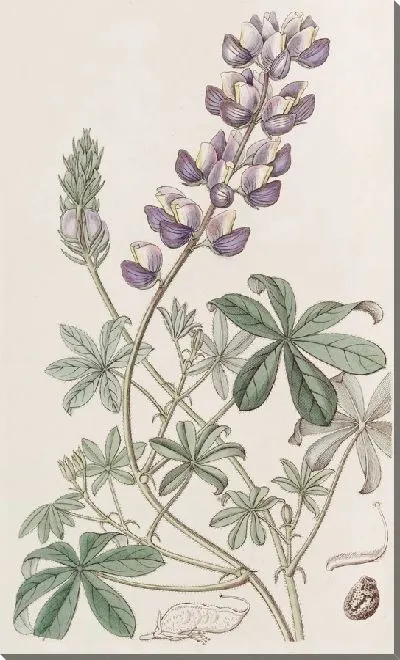 Картина Люпин полевой перуанский (1815-1819)
