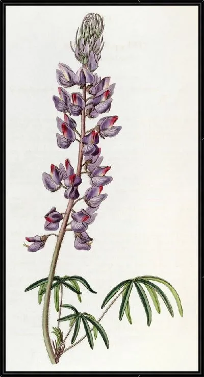Картина Люпин тонколистный (1815-1819)