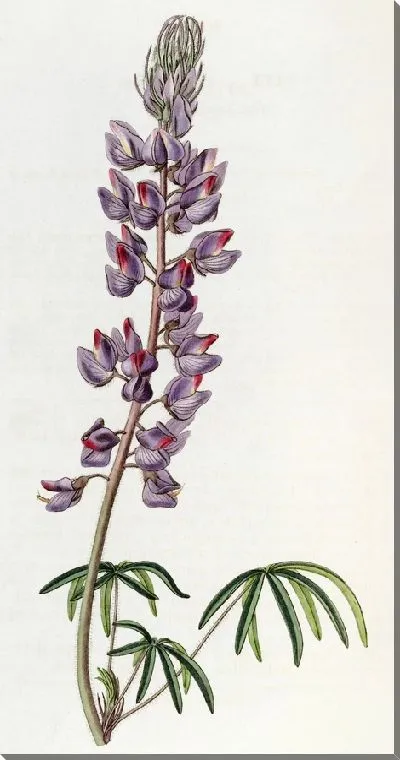 Картина Люпин тонколистный (1815-1819)