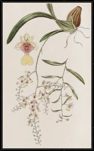 Картина Лягушка Онцидиум (1815-1819)