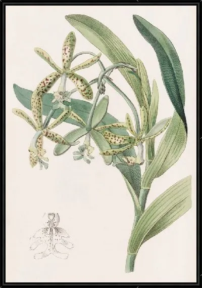 Картина Лягушка Эпиндендрум (1815-1819)