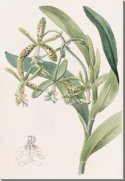 Картина Лягушка Эпиндендрум (1815-1819)