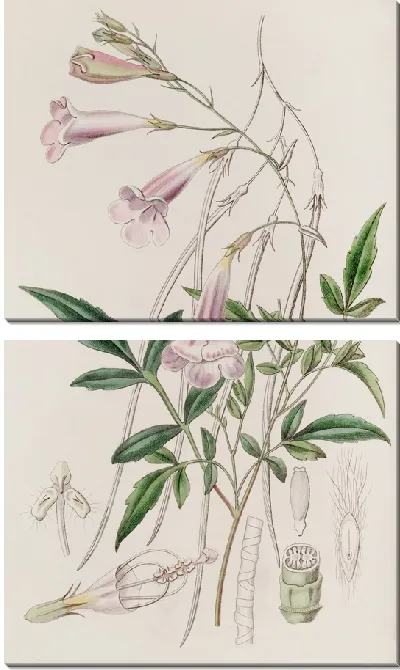 Картина Мелко ограненная амфикома (1815-1819)