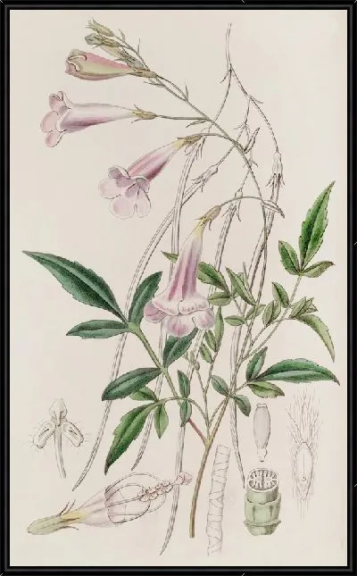 Картина Мелко ограненная амфикома (1815-1819)